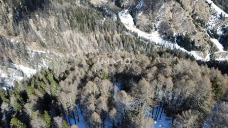 Waldparzellen Kals am Großglockner