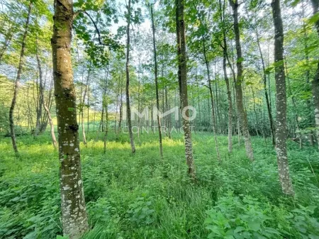 Erholung pur im eigenen Wald mit Bach und Wiesen nähe Amstetten