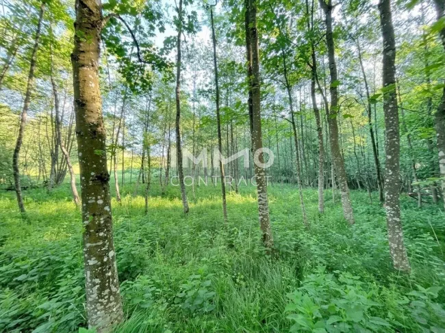 Erholung pur im eigenen Wald mit Bach und Wiesen nähe Amstetten - Titelbild
