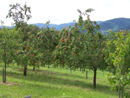 Obstbau Unternehmen - landwirtschaftlicher Betrieb in der Wachau