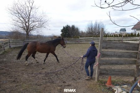 Training im Roundpen