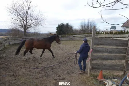 Training im Roundpen