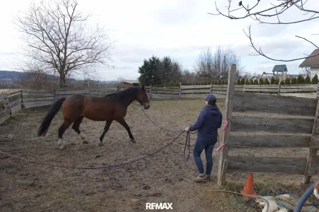 Training im Roundpen