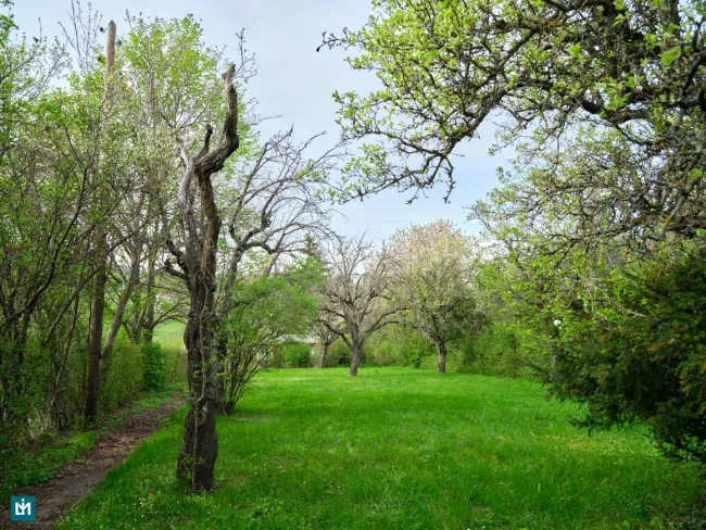TRAUMHAFTES GRUNDSTÜCK MIT HANGLAGE UND BLICK AUF DIE WEINBERGE - Bild