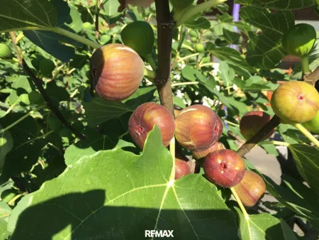 Eigenes Obst