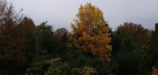 udvar fentről