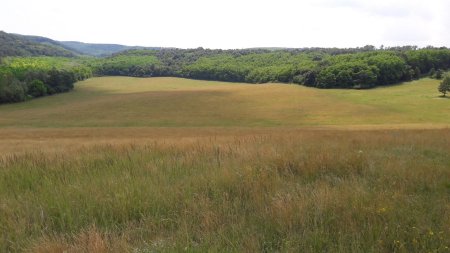 Iliny - Weide im Sommer
