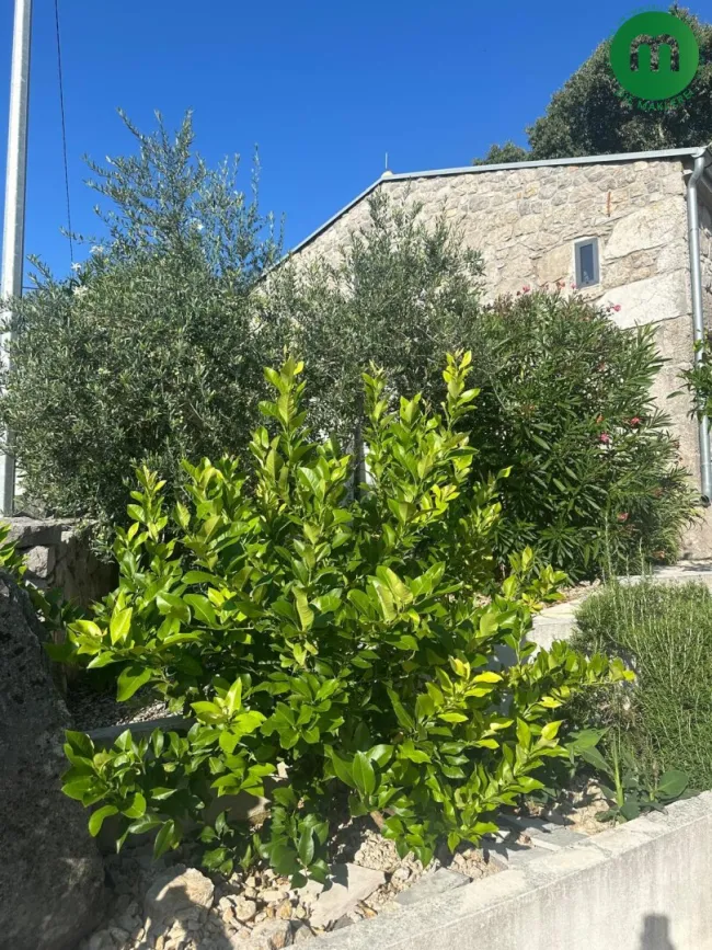 landestypische Vegetation