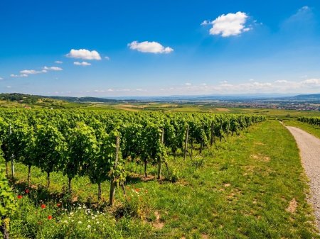 Traditionsweingut Kamptal | 8,5 ha Spitzenlagen | Seit 1776 | Moderner Edelstahlkeller | Elsarn im Straßertal, NÖ
