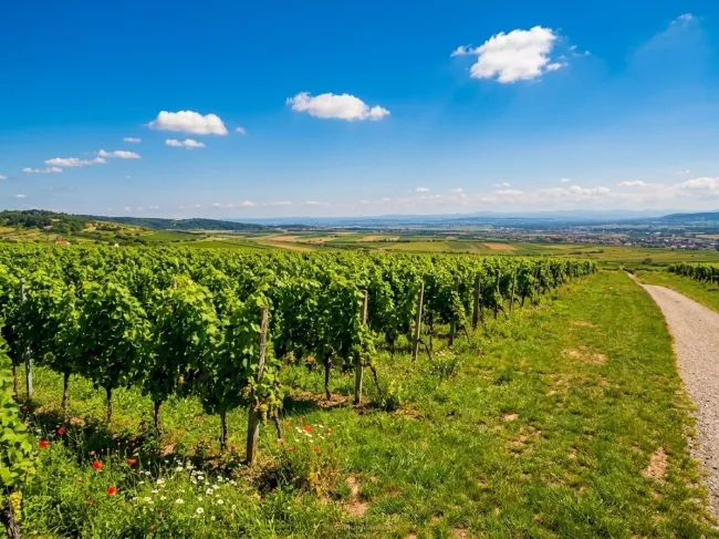 Traditionsweingut Kamptal | 8,5 ha Spitzenlagen | Seit 1776 | Moderner Edelstahlkeller | Elsarn im Straßertal, NÖ - Titelbild