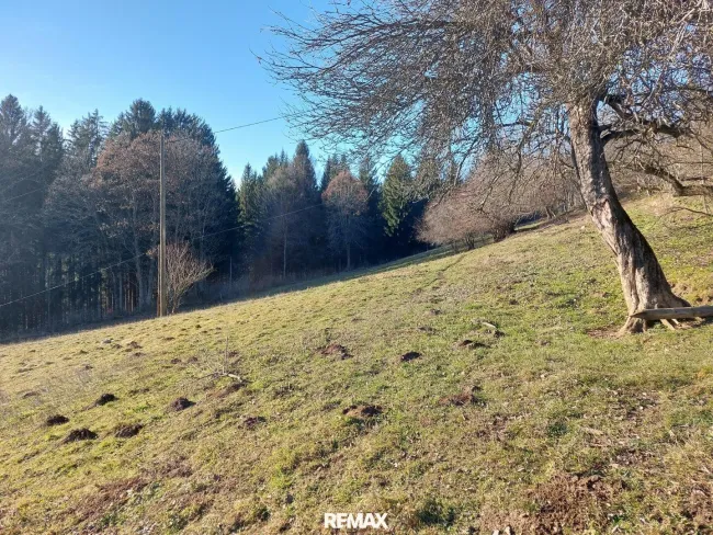 Sonniger Südhang
