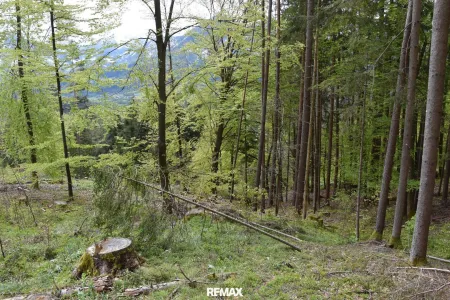 Mischwaldparzelle
