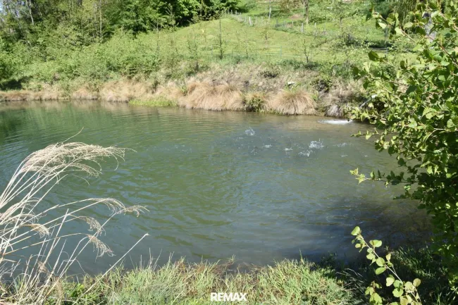 springt ein Fischlein...