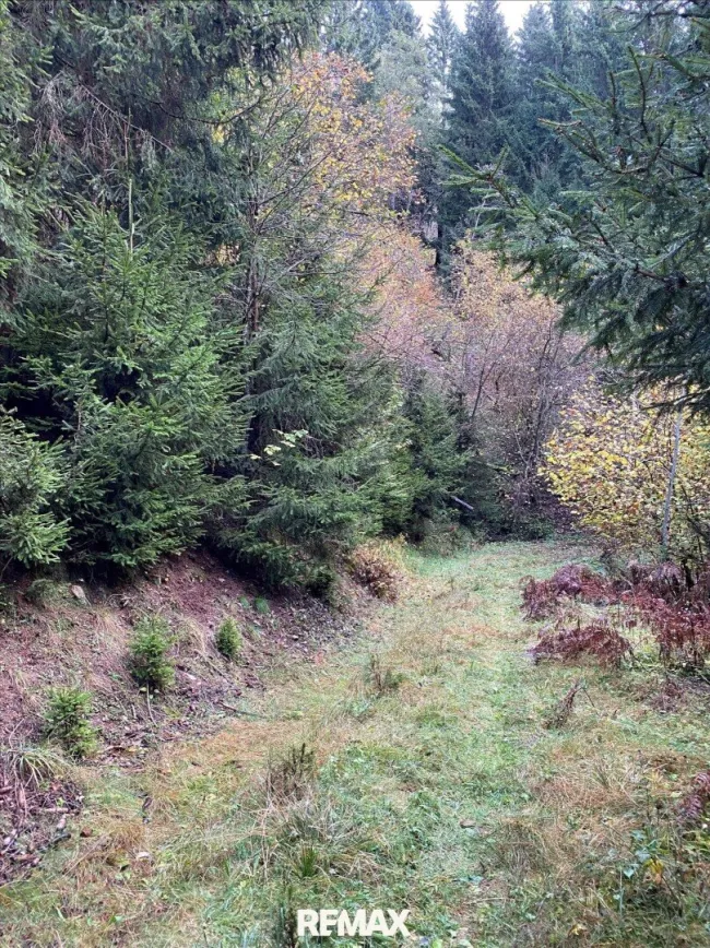Zufahrtsweg.