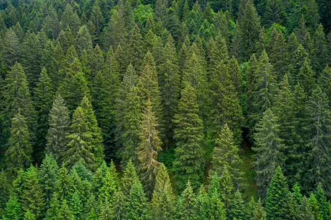 300 ha Eigenjagd in Niederösterreich - Bild