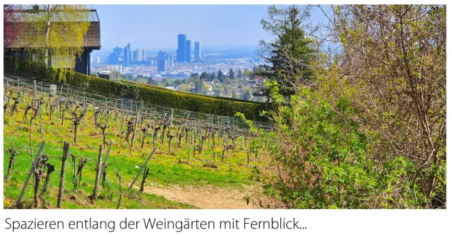 Spazieren in den Weinbergen