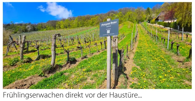 Spazieren in den Weinbergen