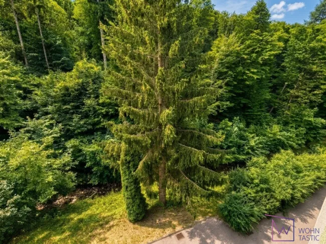 Naturnaher Grünraum mit kleinem Bachlauf
