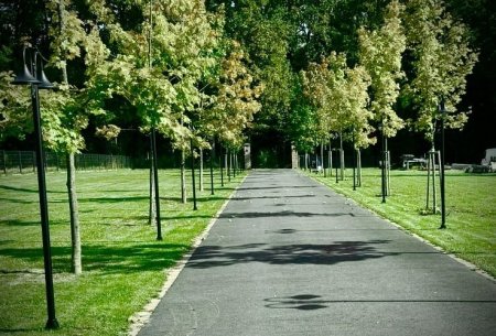 Zufahrt - Allee