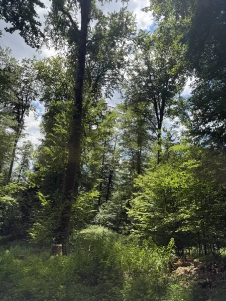 9,2 ha Wald nahe Gleisdorf
