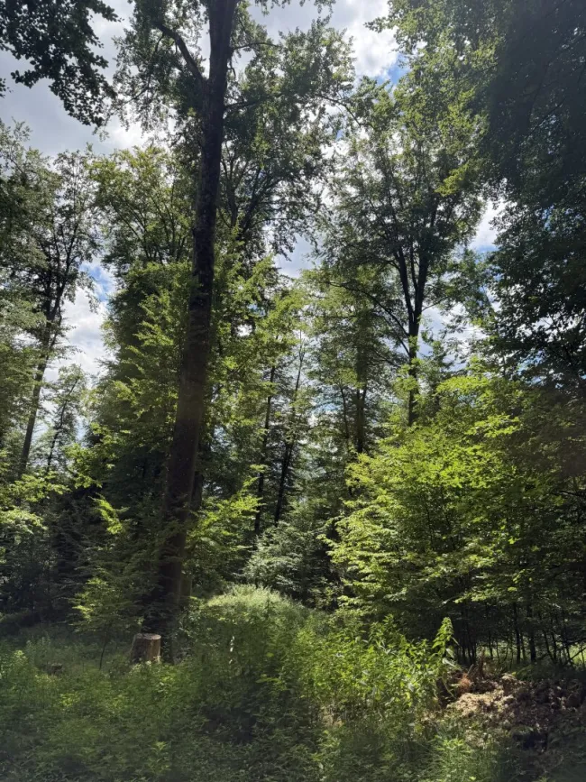 9,2 ha Wald nahe Gleisdorf - Titelbild