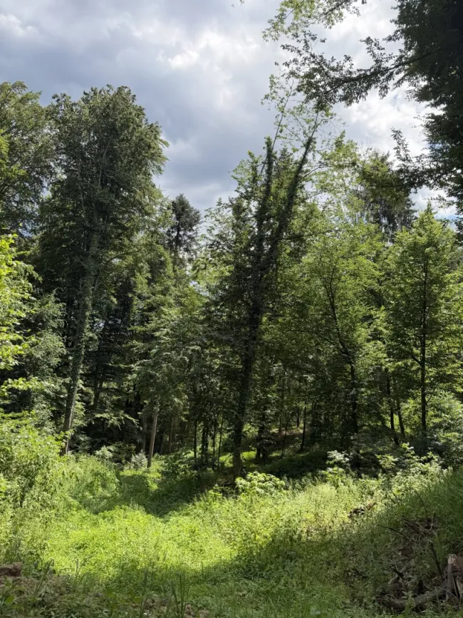 9,2 ha Wald nahe Gleisdorf - Bild