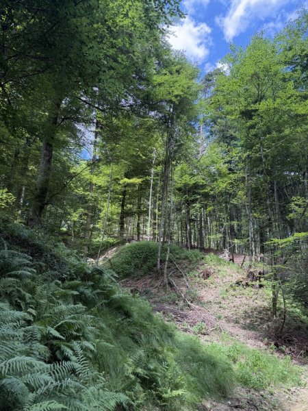 9,2 ha Wald nahe Gleisdorf