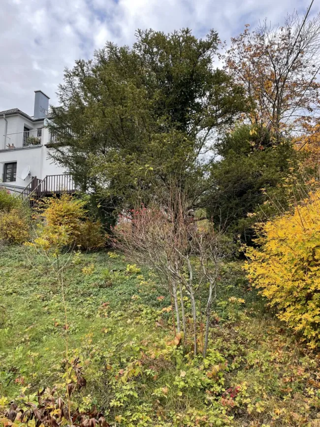 Garten mit Blick zum Haus