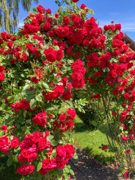 Rosen am Eingangsbereich