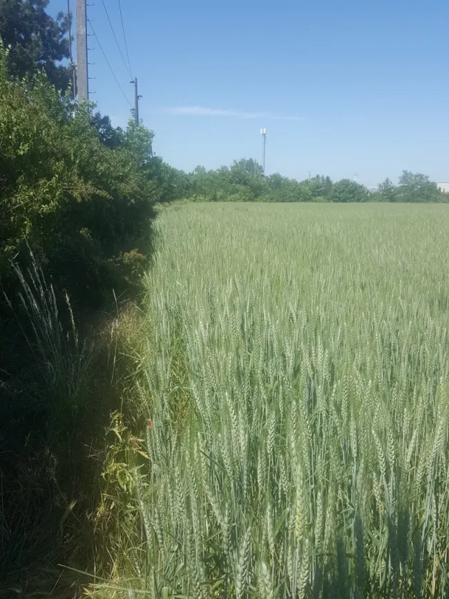 BETRIEBSBAUGRUNDSTÜCKE IM INDUSTRIEGEBIET SEYRING (10.433m²).. - Bild