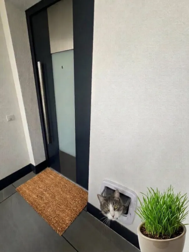 Eingang mit Katzenschleuse