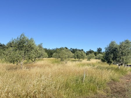 Exklusives Baugrundstück mit Olivenhain in traumhafter Lage bei Fažana / Barbariga – Istrien