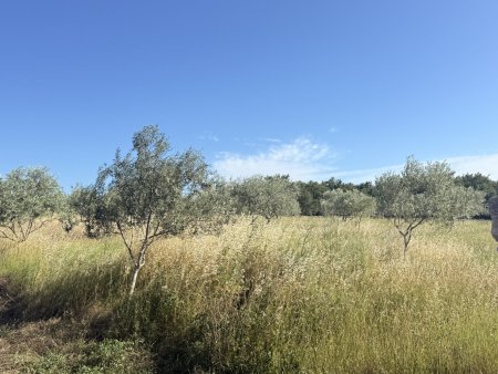 Exklusives Baugrundstück mit Olivenhain in traumhafter Lage bei Fažana / Barbariga – Istrien