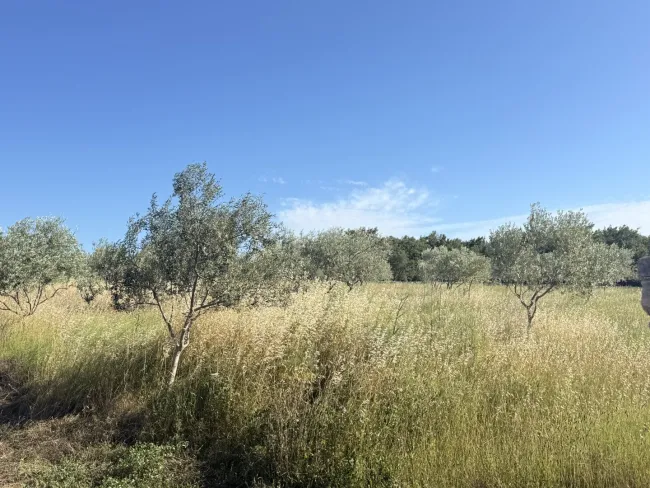 Exklusives Baugrundstück mit Olivenhain in traumhafter Lage bei Fažana / Barbariga – Istrien - Titelbild