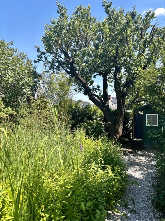 Gartenhütte neben Marillenbaum