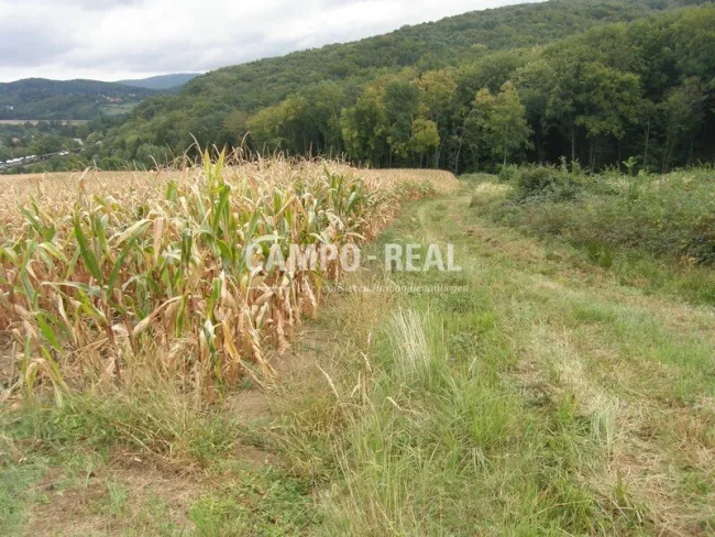 LANDWIRTSCHAFT: Selbstversorger im Wienerwald, 13 ha Acker - Titelbild
