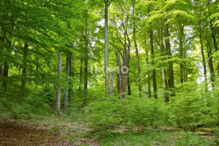 WALD 13.000 m² GRAZ- WEINITZEN