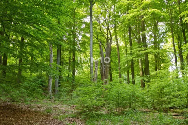 WALD 13.000 m² GRAZ- WEINITZEN - Titelbild