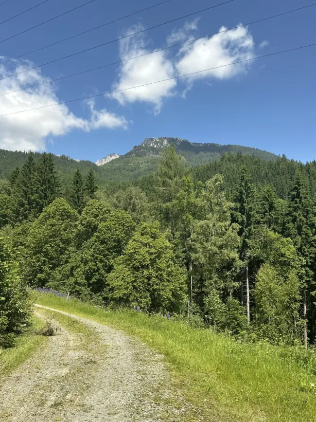 Waldfläche