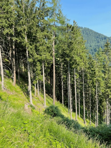 180 ha Forstbesitz in Steiermark