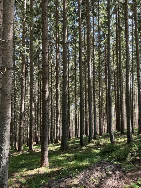 180 ha Forstbesitz in Steiermark