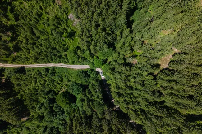 180 ha Forstbesitz - Eigenjagd Obersteiermark - Bild