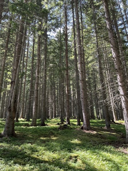 180 ha Forstbesitz - Eigenjagd Obersteiermark