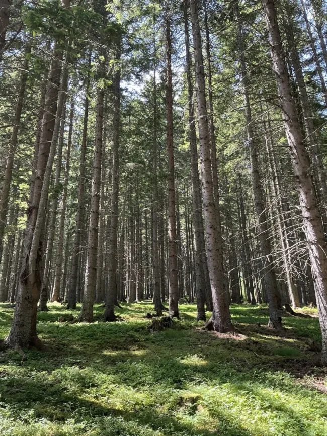 180 ha Forstbesitz - Eigenjagd Obersteiermark - Titelbild