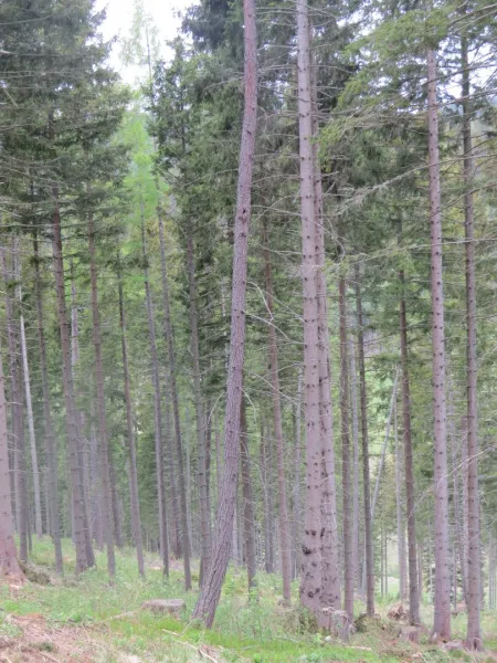 4,9 ha Waldfläche I Knittelfeld