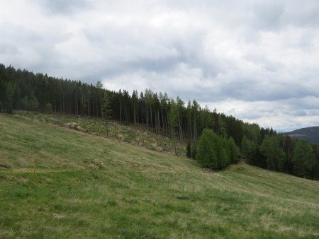 5 ha Waldfläche I Knittelfeld Umgebung