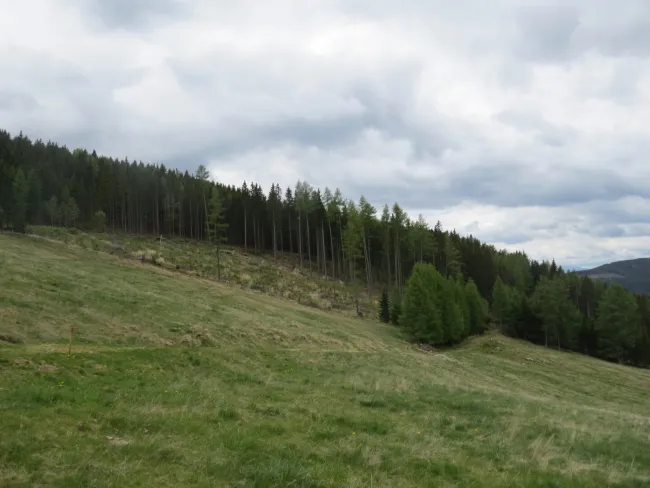 5 ha Waldfläche I Knittelfeld Umgebung - Bild