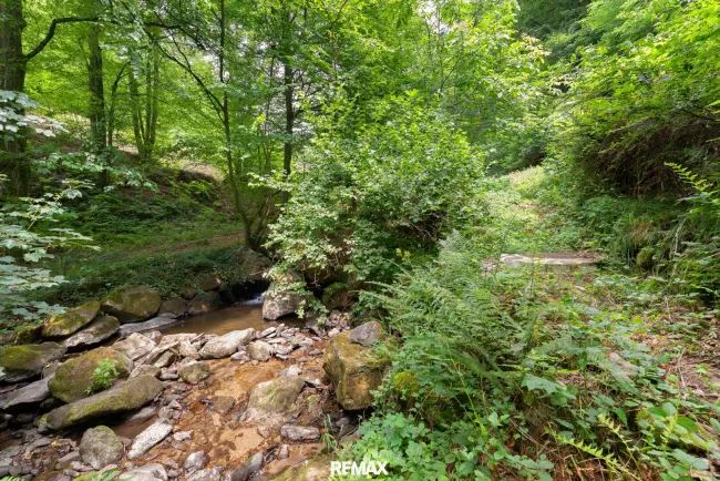 Ruhige Grundstückslage mit Altbestand – Naturidylle in Urfahr - Bild