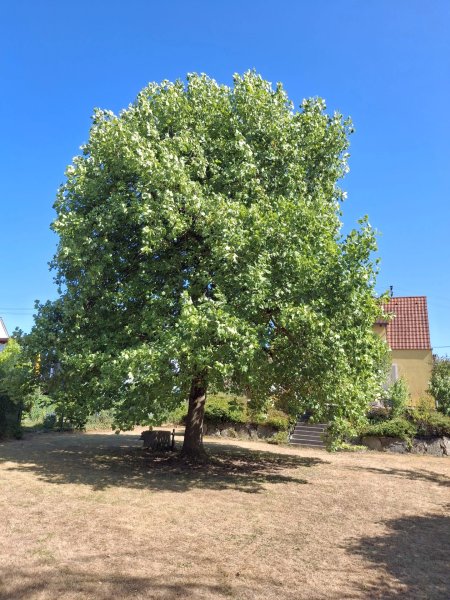 04_Tulpenbaum.jpg