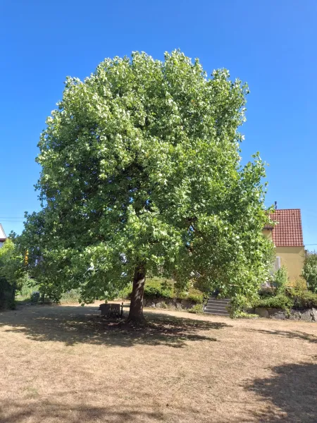 04_Tulpenbaum.jpg
